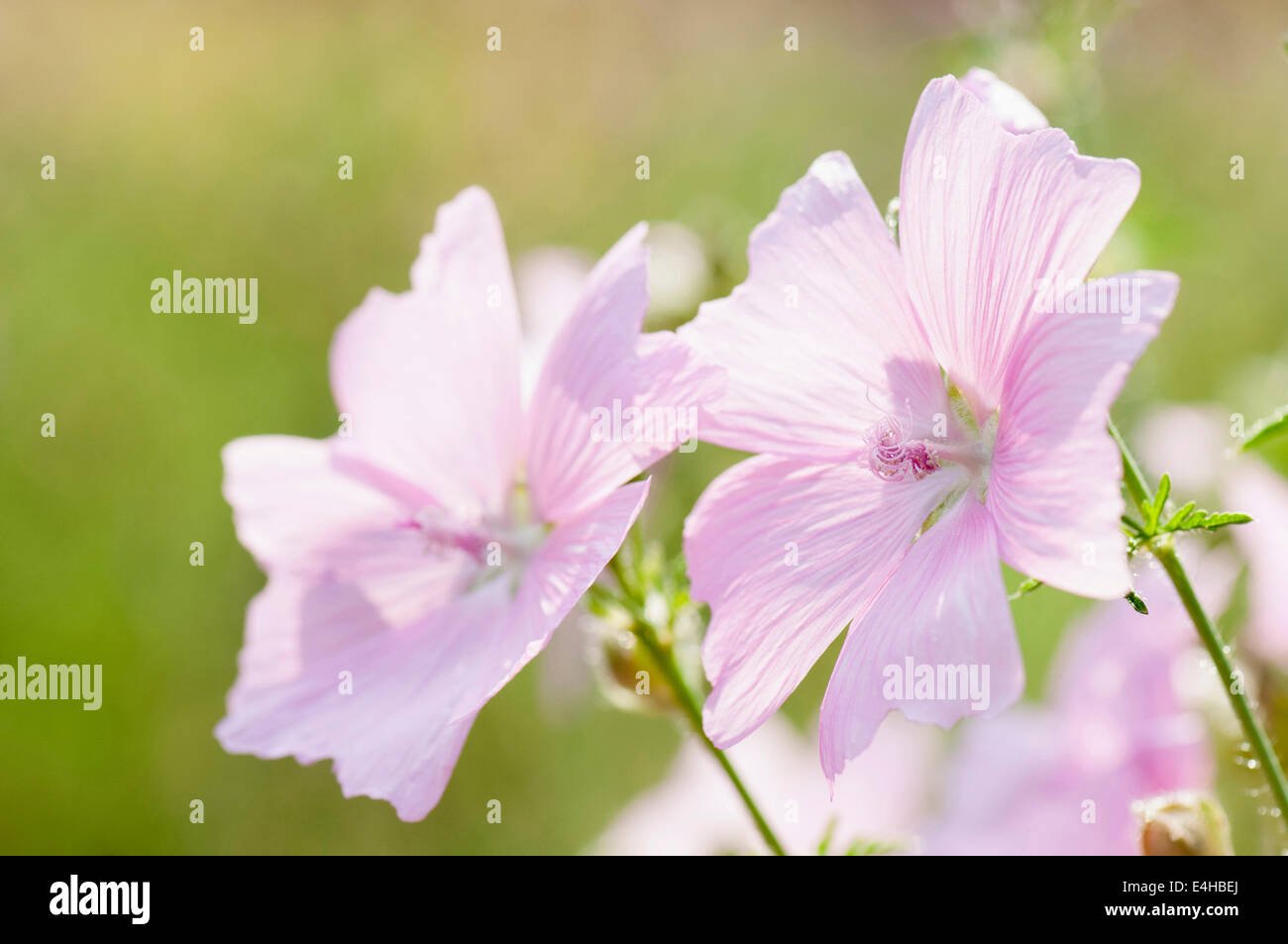 Musk mallow, Malva moschata. Banque D'Images