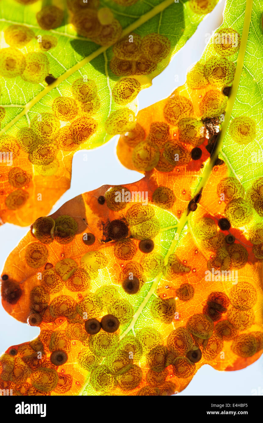 Oak, Quercus robur. Banque D'Images