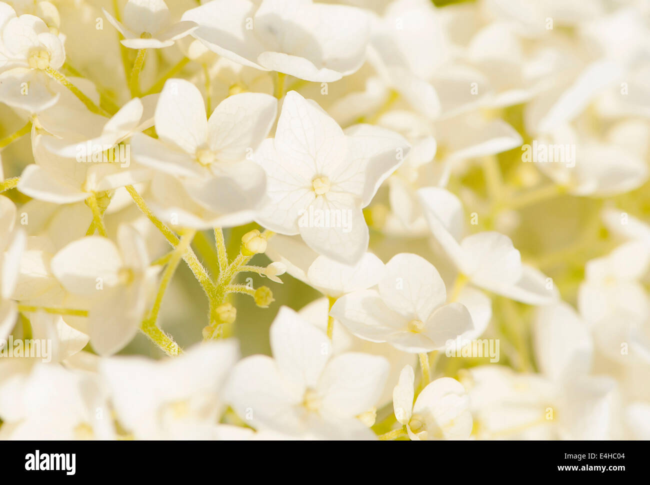 Hortensia, Hydrangea arborescens 'Annabelle'. Banque D'Images