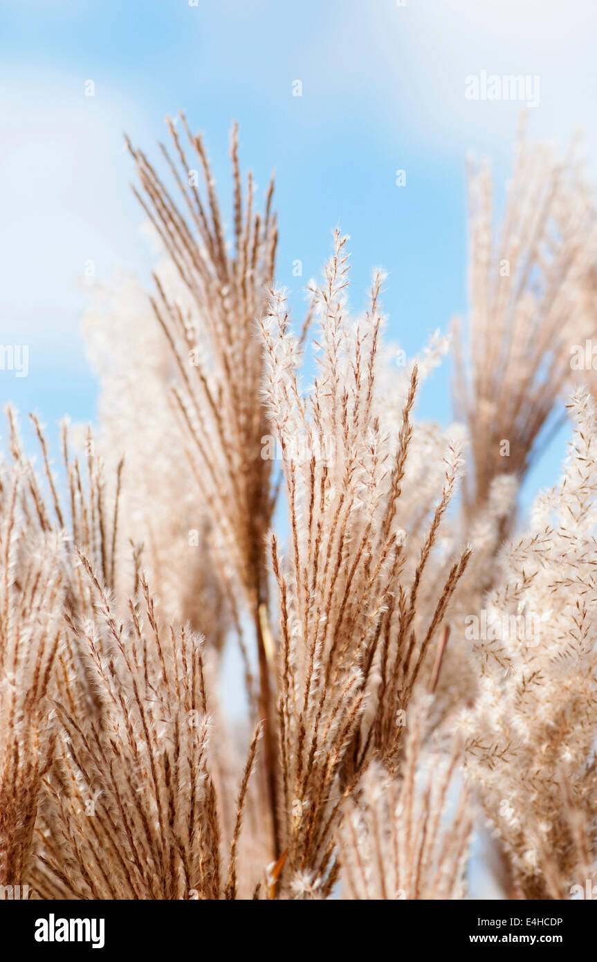 Eulalia 'Malepartus', Miscanthus sinensis 'Malepartus'. Banque D'Images