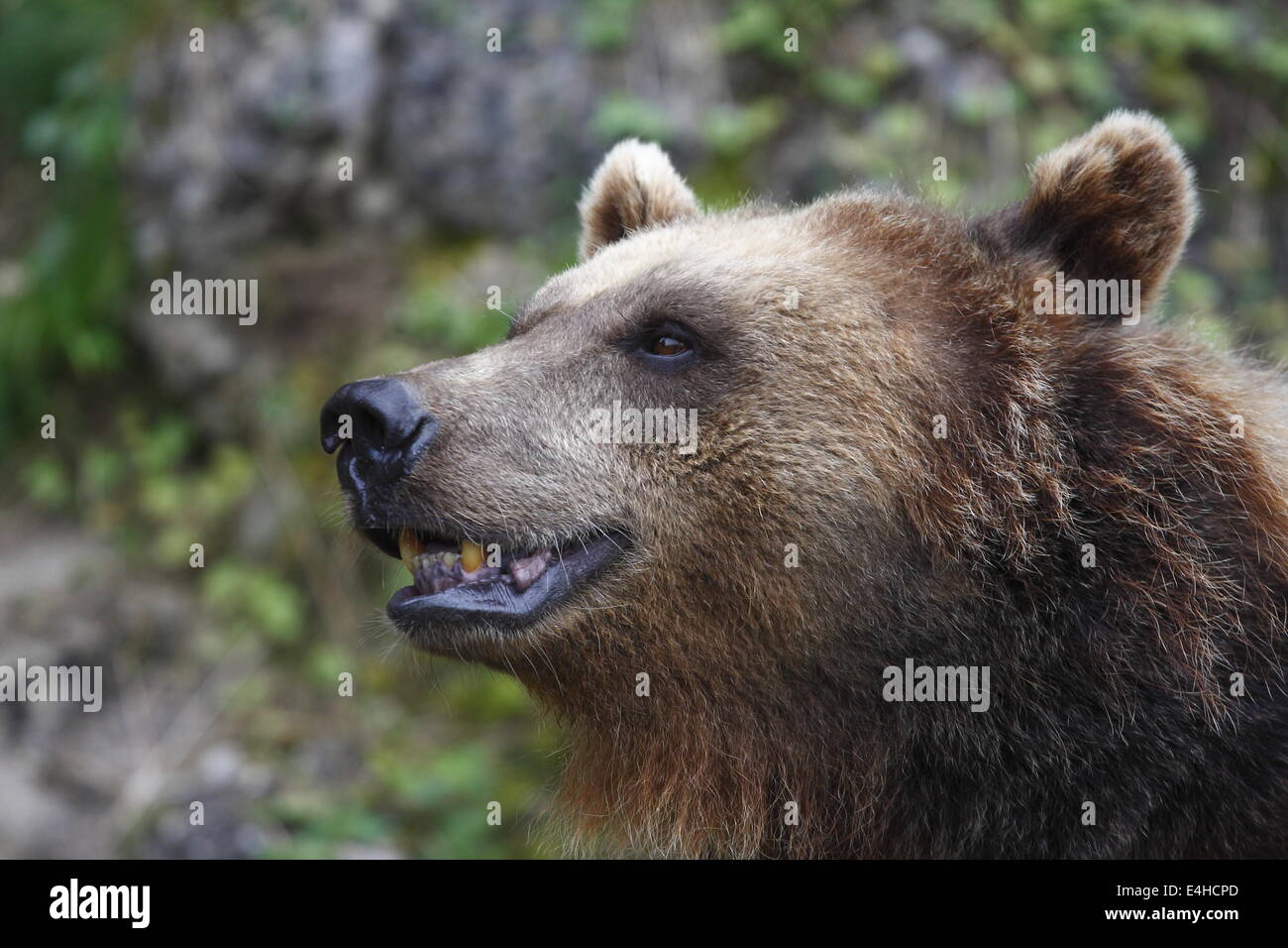 Autriche le portrait de l'un happy smiling bear Banque D'Images