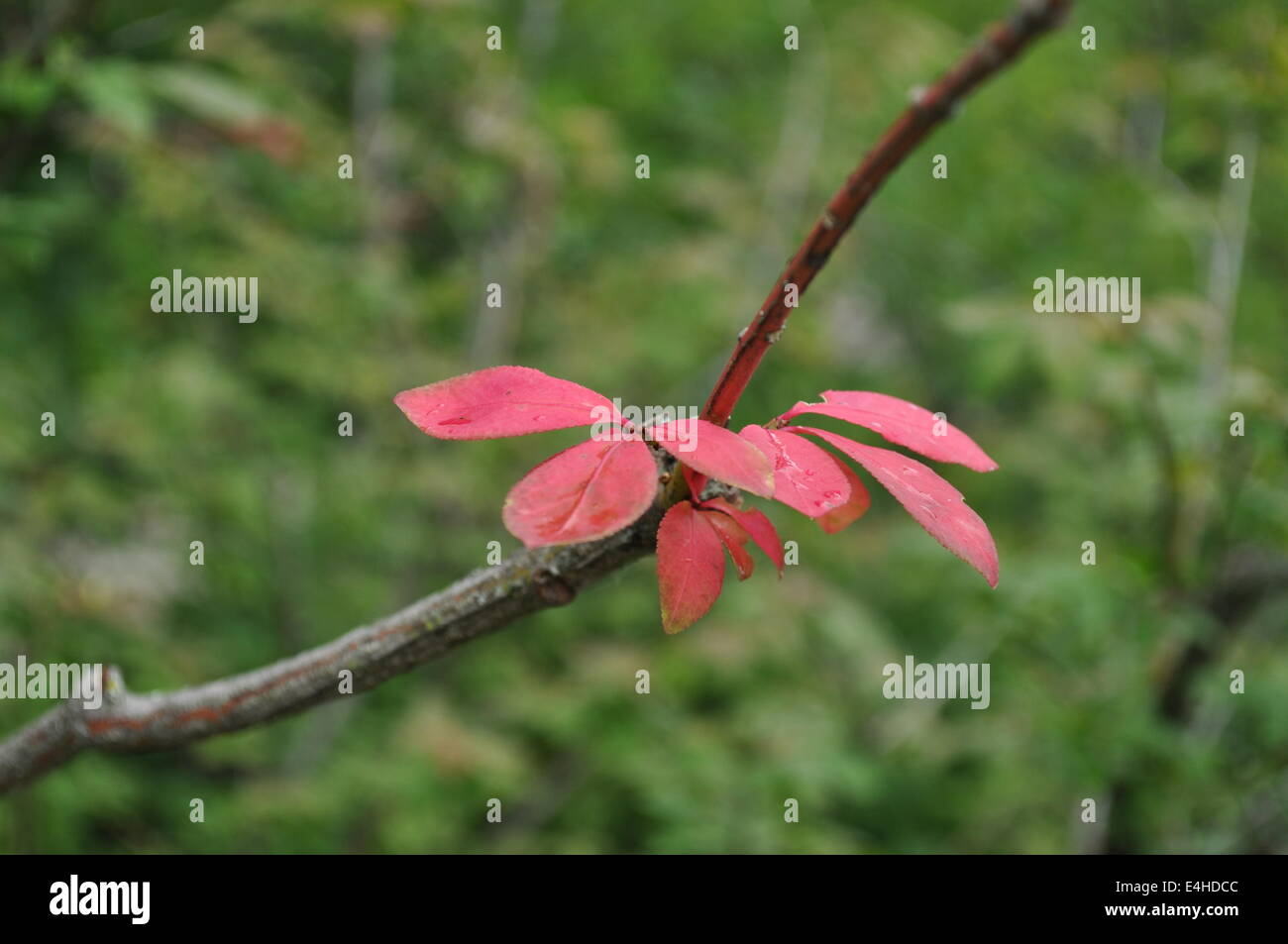 Feuilles rouges sur Branch Banque D'Images