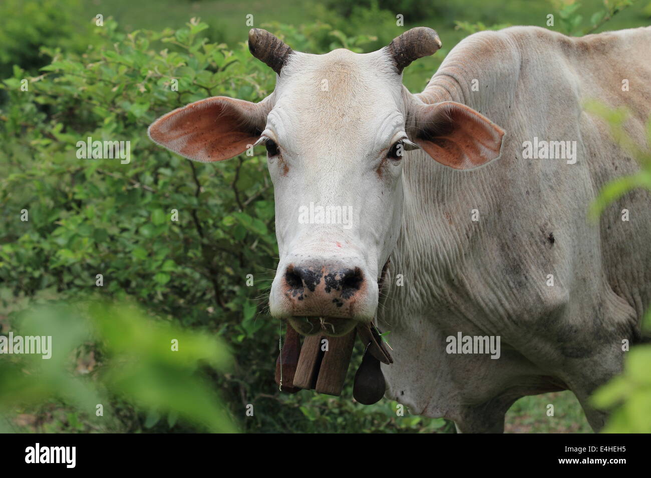 vache Banque D'Images