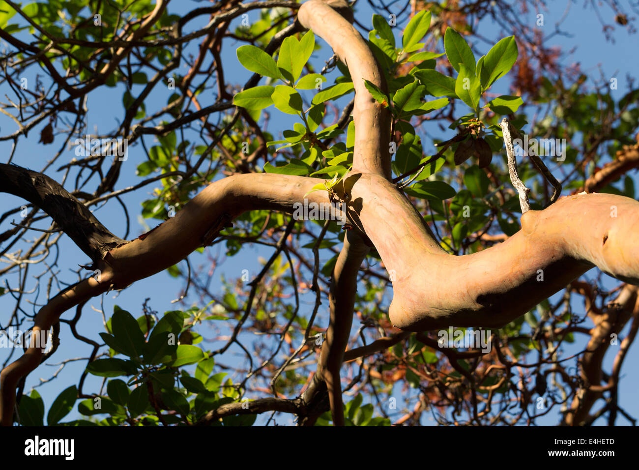 Photo horizontale d'un grand arbre branche Madrona sur un fond de ciel bleu en été Banque D'Images