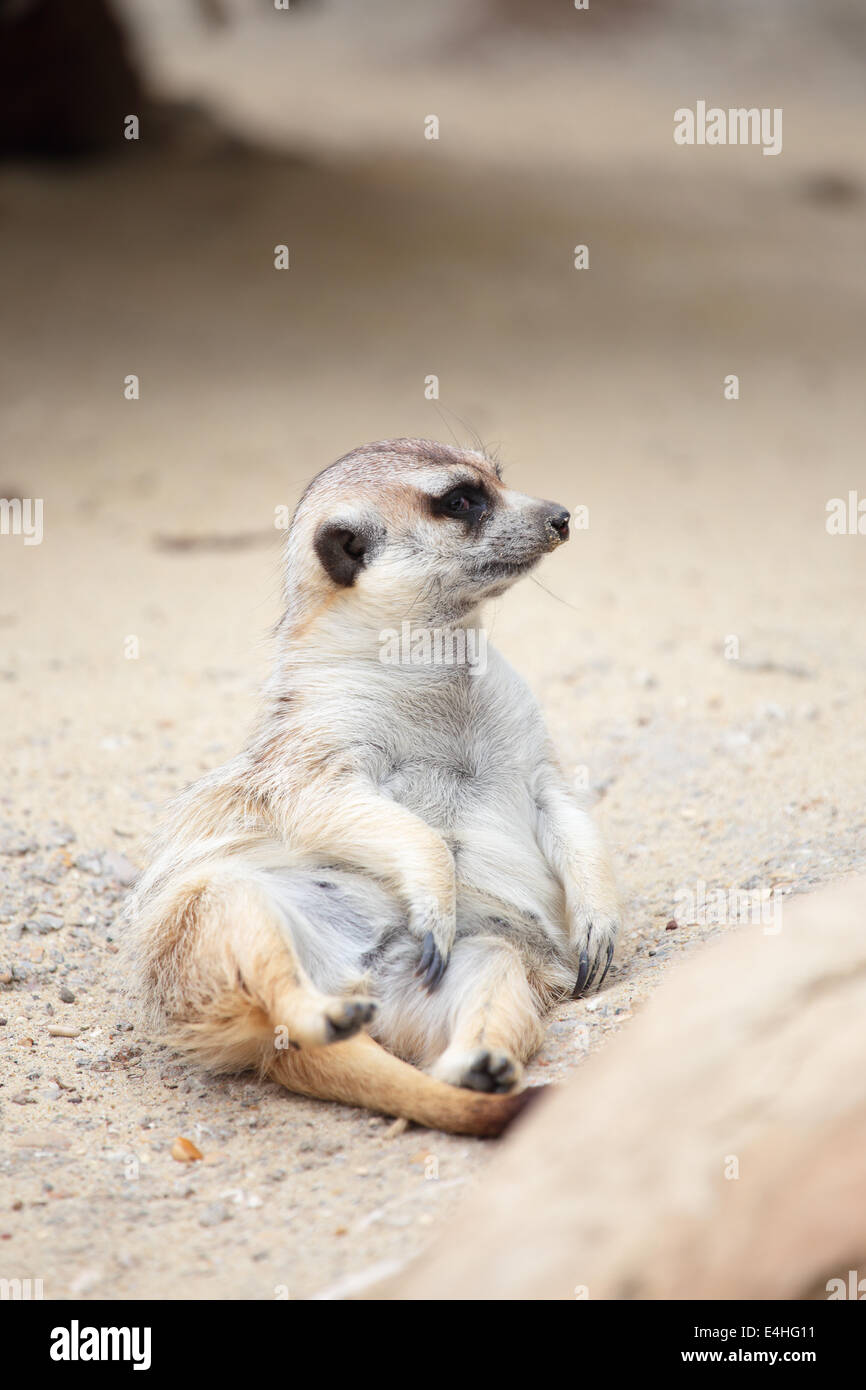 Un meerkat (Suricata suricatta) allongé sur le sol et à la recherche autour de Banque D'Images