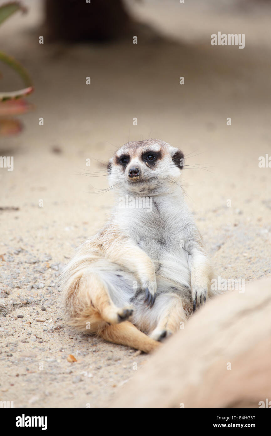 Un meerkat (Suricata suricatta) allongé sur le sol et à la recherche autour de Banque D'Images