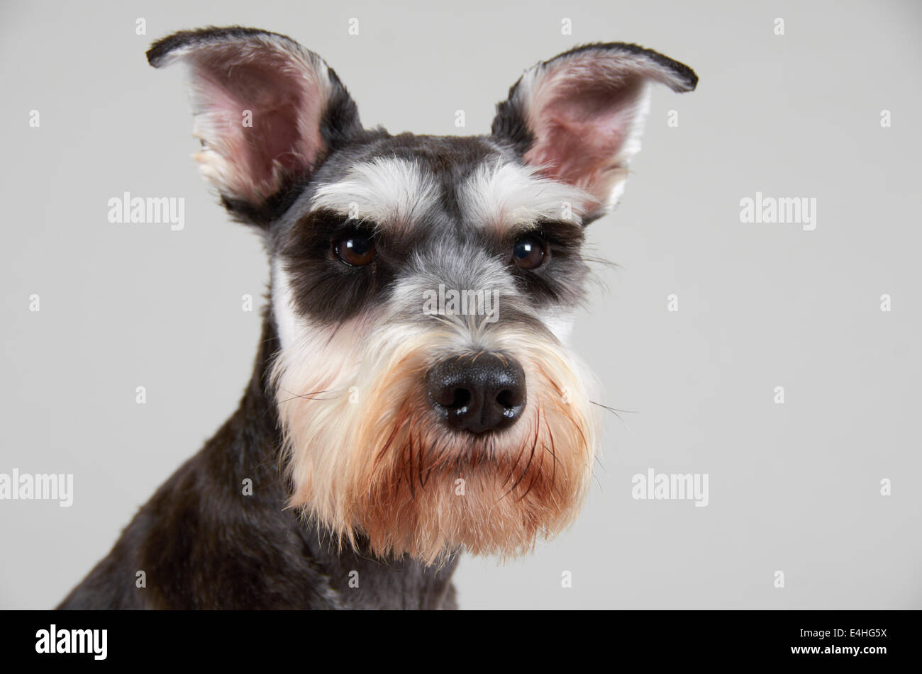 Schnauzer nain Banque D'Images