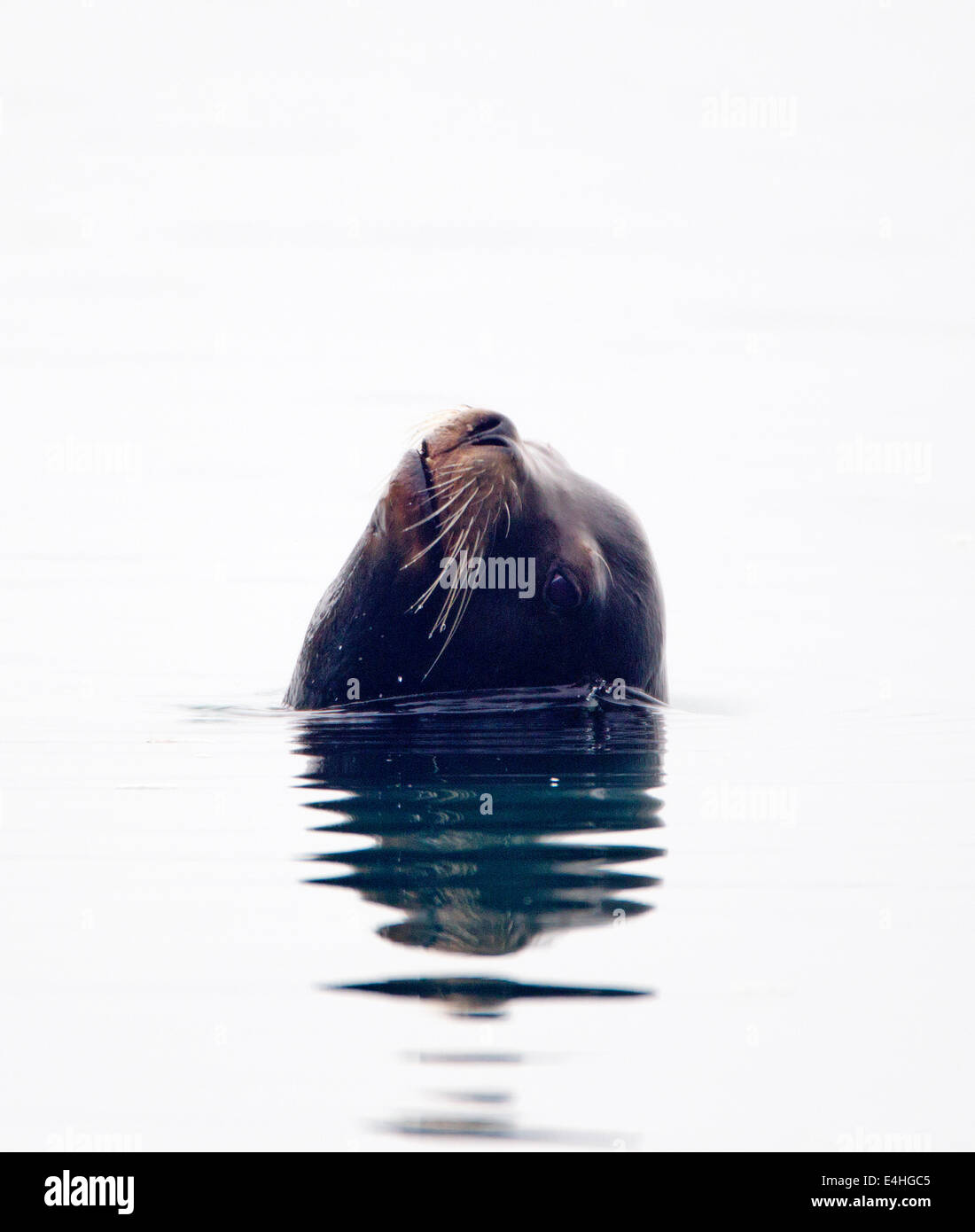 Otaries de Californie piquant la tête au-dessus de l'eau Banque D'Images