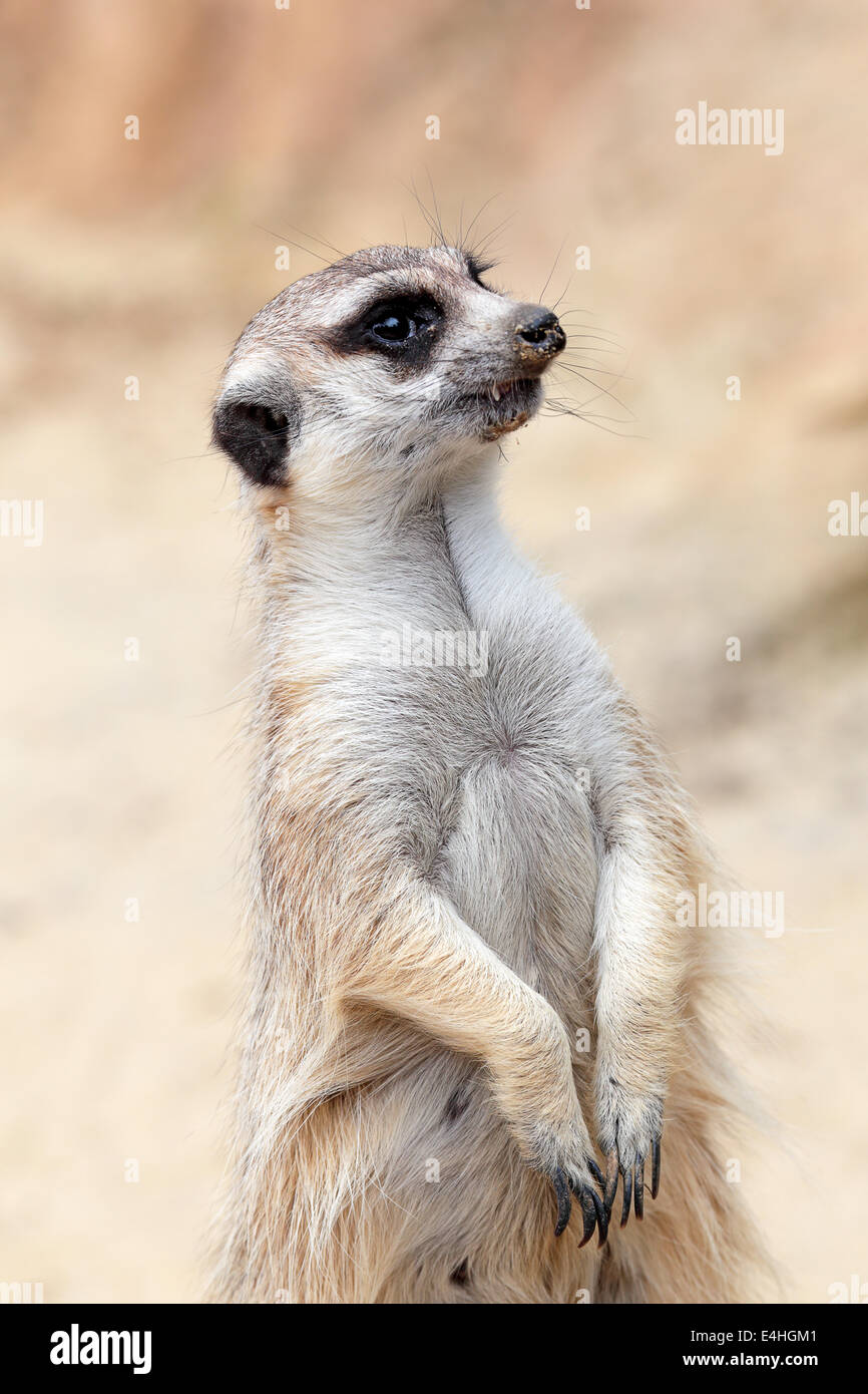 Un comité permanent meerkat (Suricata suricatta) regarde autour de Banque D'Images