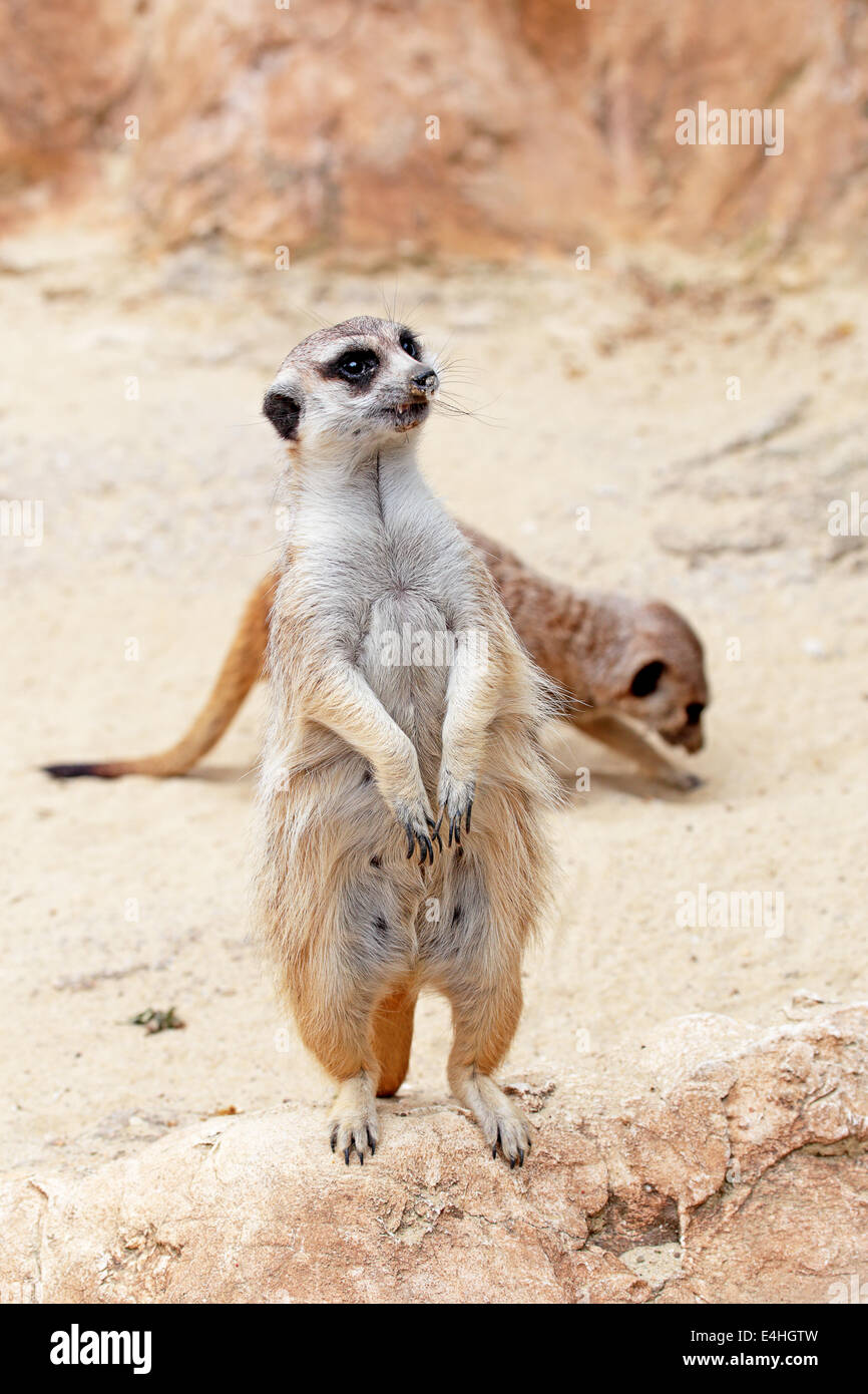 Un meerkat (Suricata suricatta), debout sur un rocher, regarde autour de Banque D'Images