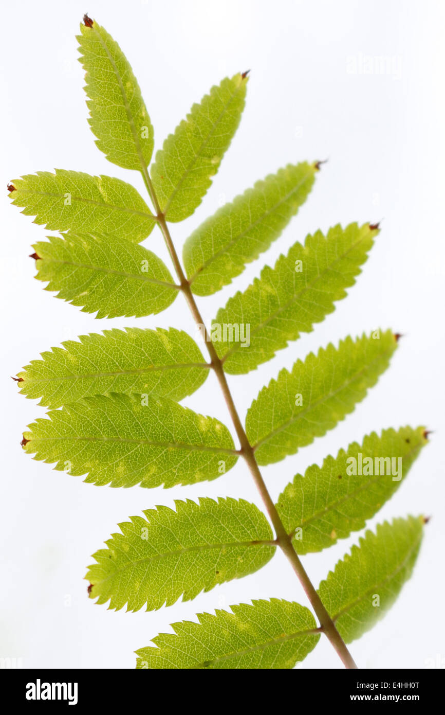 Libre de feuilles de sorbier Banque D'Images