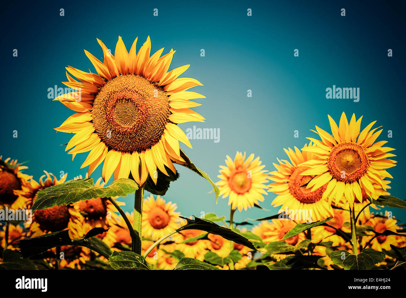 Champ de tournesol sous ciel bleu. Dans un style vintage floral background Banque D'Images