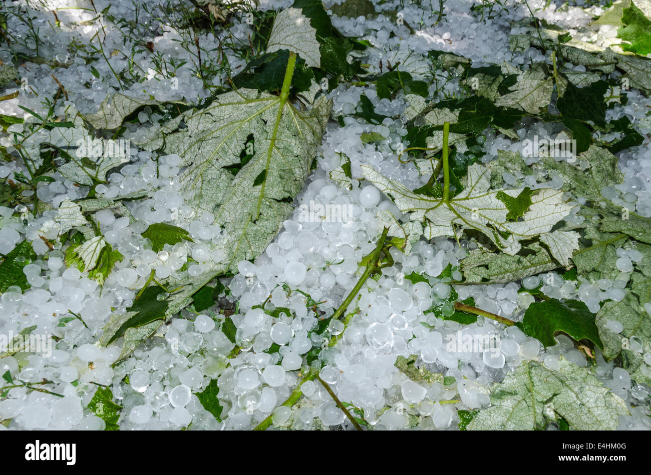 Boules de glace la grêle dans l'herbe après une forte pluie Banque D'Images