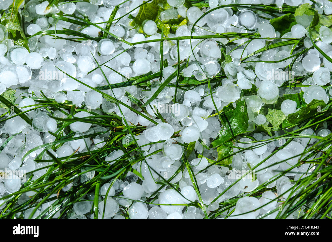 Boules de glace la grêle dans l'herbe après une forte pluie Banque D'Images