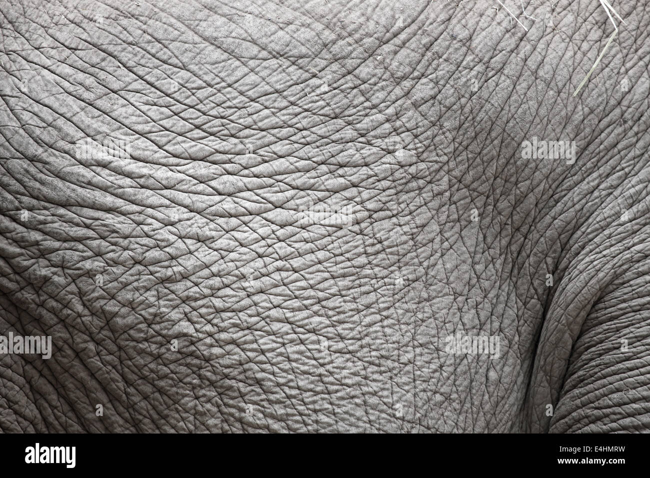 Gros plan de l'Peau parcheminé d'un éléphant d'Asie Banque D'Images