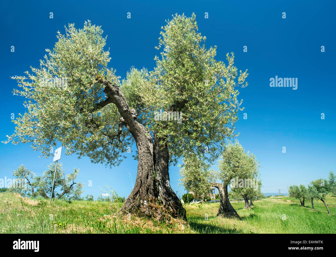 Olivier en Italie, Toscane Banque D'Images