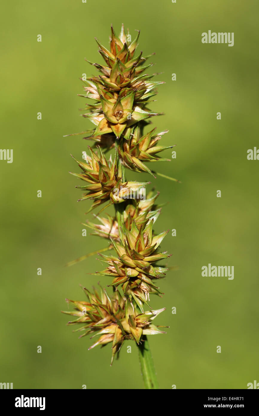 Faux-lupulina Carex otrubae Fox Banque D'Images