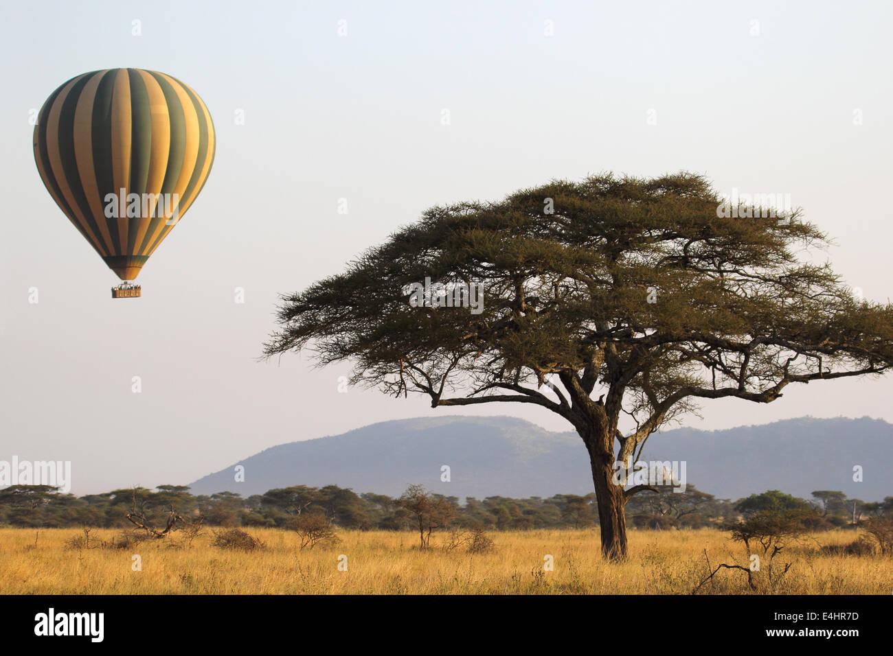 Vols en montgolfière au vert et jaune près d'un acacia sur le parc national de Serengeti, Tanzanie Banque D'Images