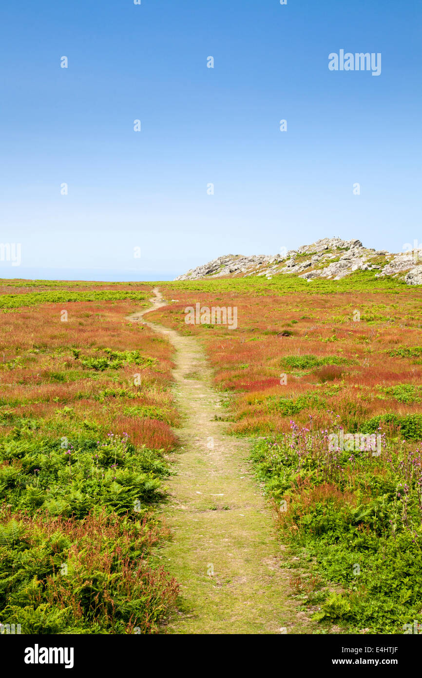 Un chemin à travers la bruyère sur l'île Skomer, Pembrokeshire, pays de Galles du Sud Banque D'Images