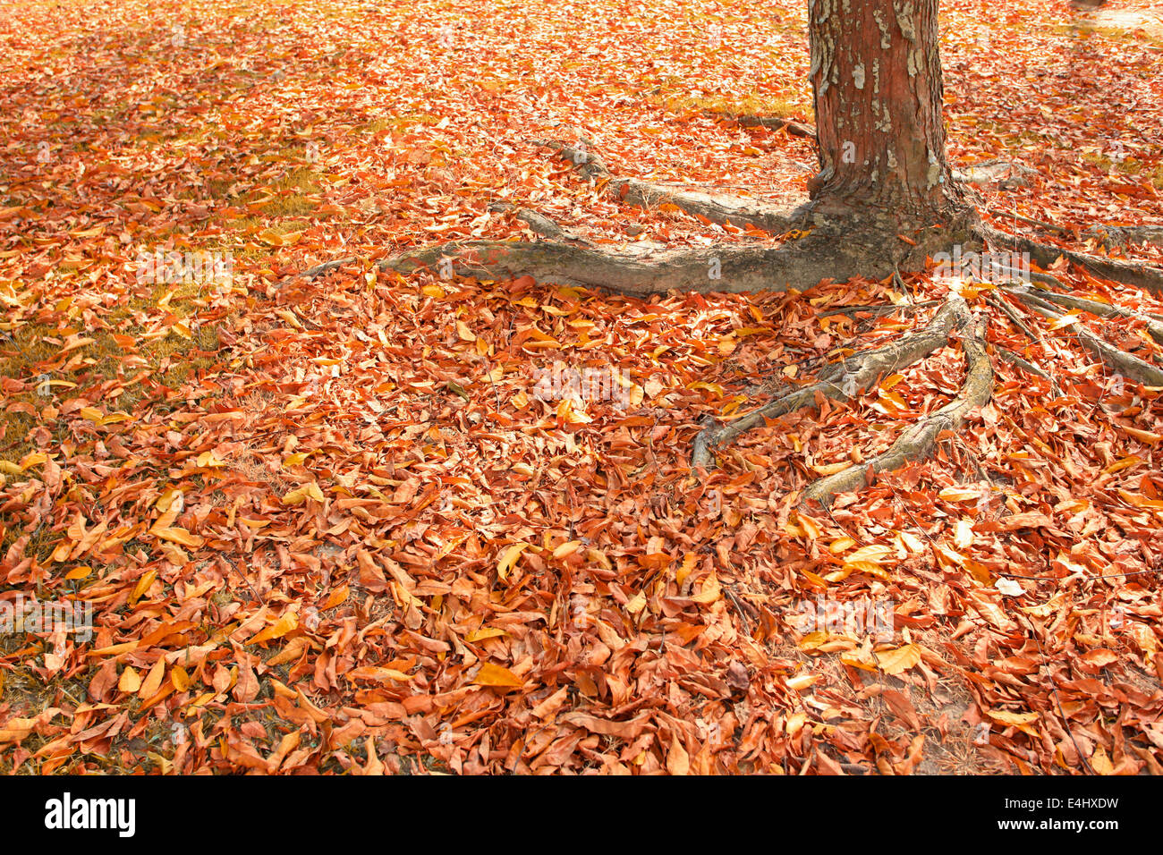 Les feuilles sèches de l'automne Banque D'Images