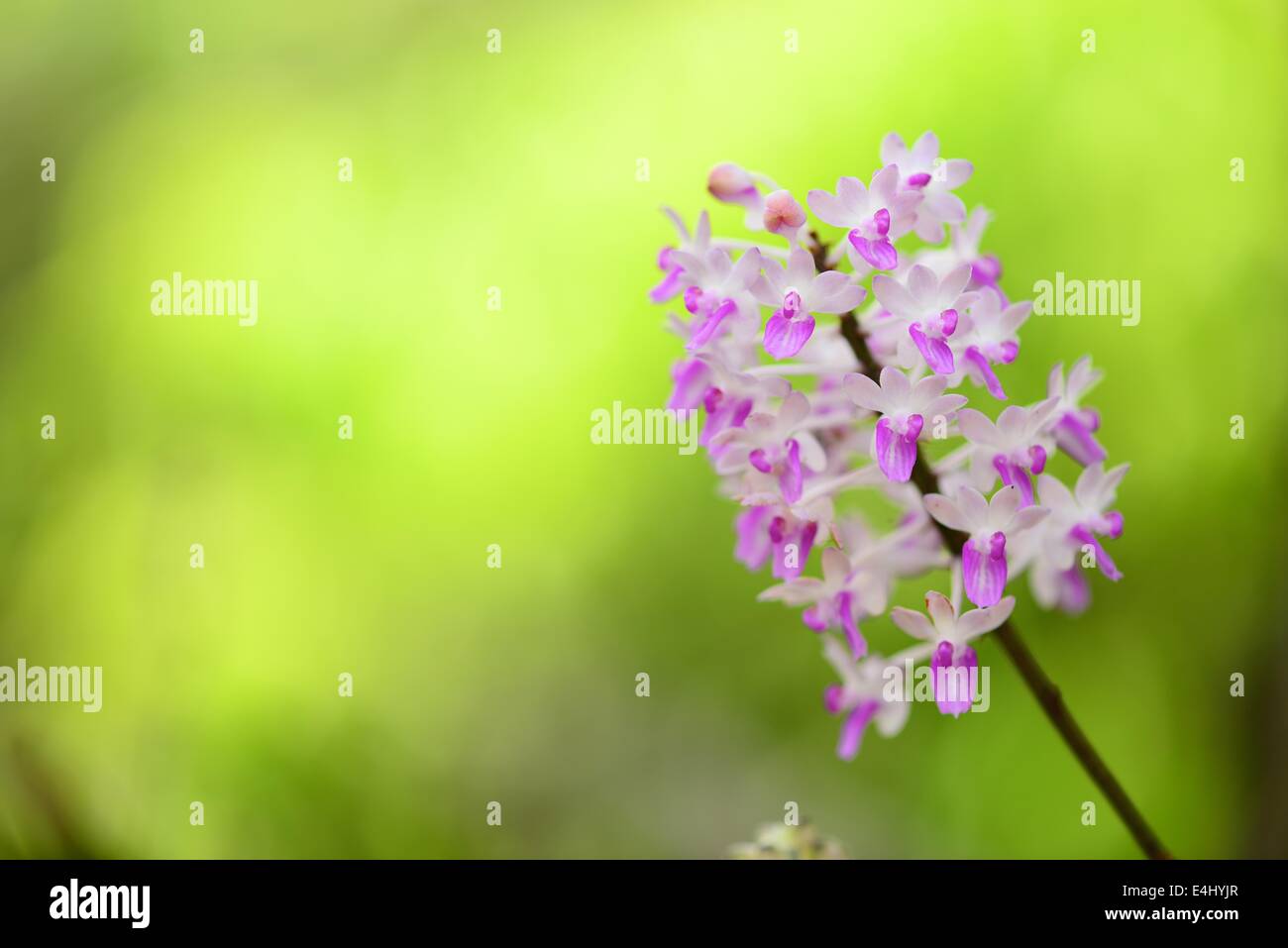 Orchidée rose Banque D'Images