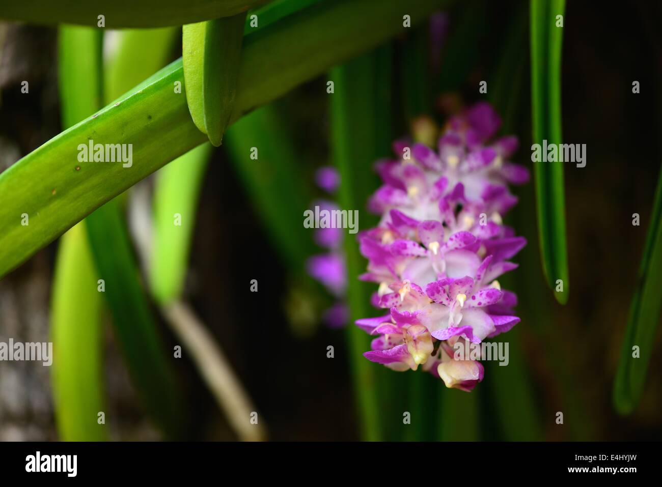 Orchidée rose Banque D'Images
