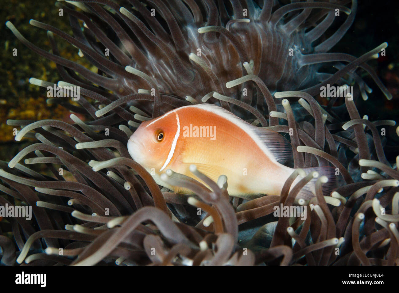 Poisson clown Amphiprion perideraion rose - rose ou les poissons clowns, Détroit de Lembeh, Indonésie Banque D'Images