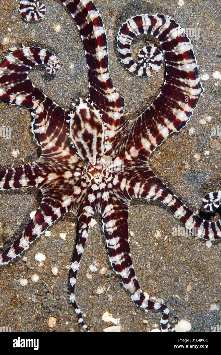 Mimic octopus (Thaumoctopus mimicus) Détroit de Lembeh, Indonésie Banque D'Images