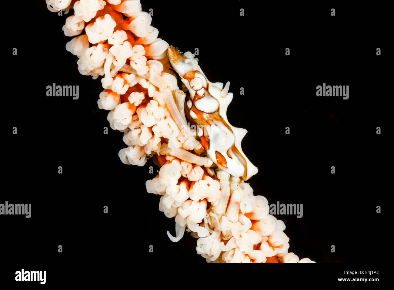 Xeno ou crabe corail fouet (Xenocarcinus tuberculatu) se fond avec le fouet, il vit sur les récifs, le Détroit de Lembeh, Indonésie Banque D'Images