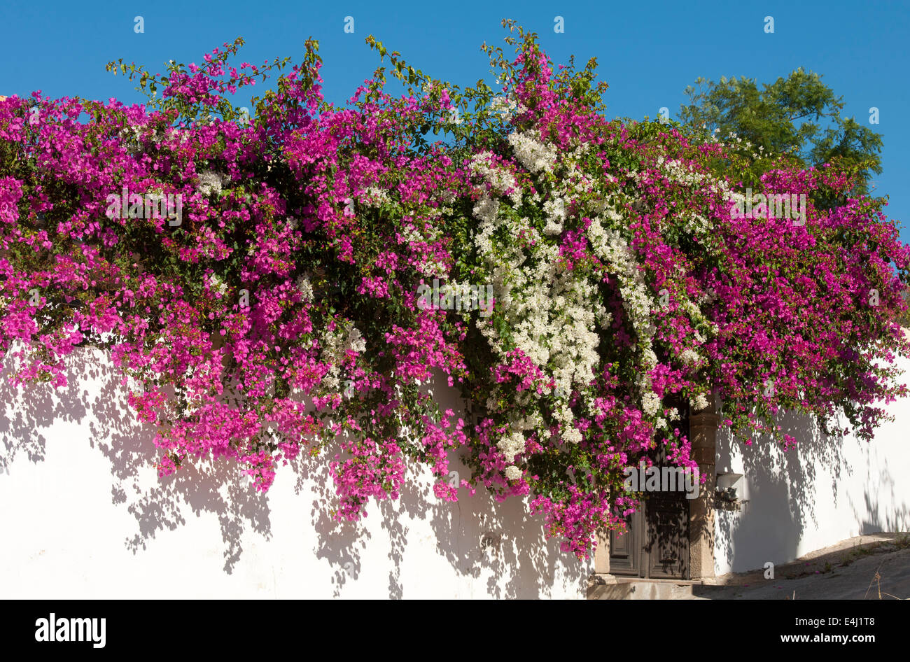 Spanien, Rhodes, Rodos, Bougainville mit Dorfgasse Banque D'Images