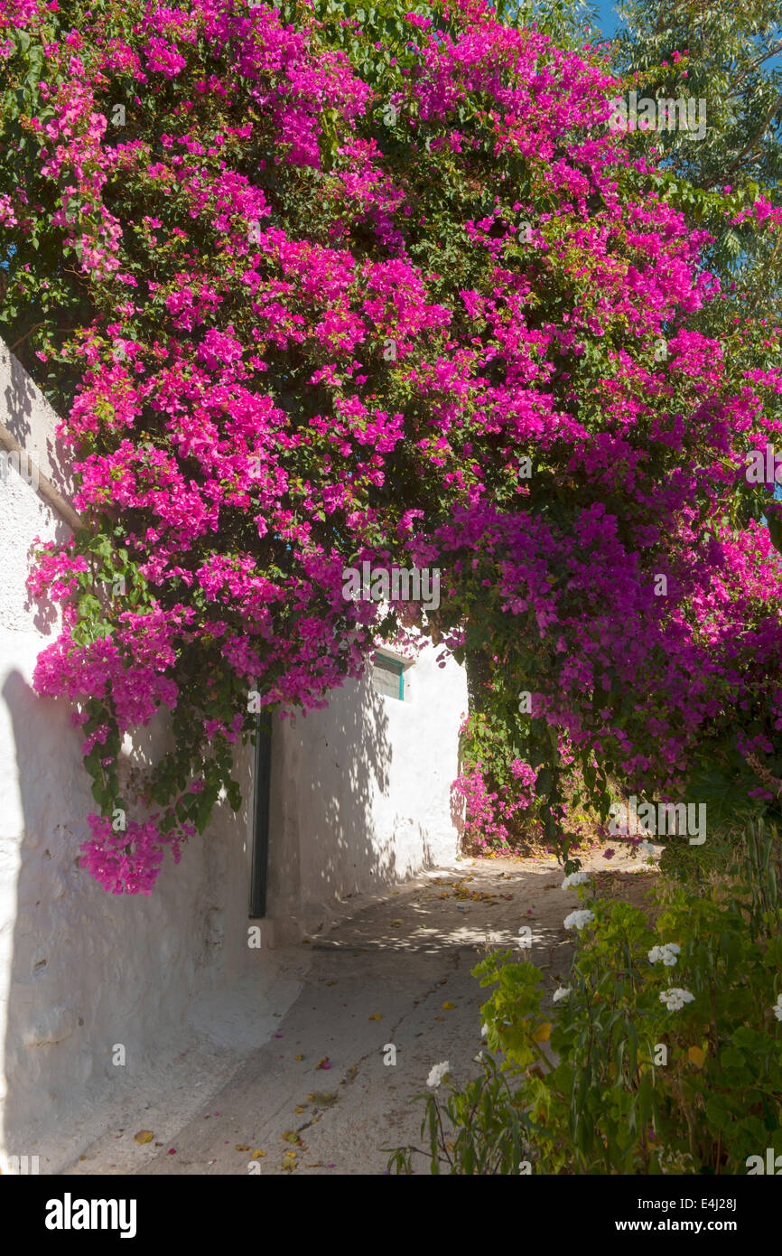 Spanien, Rhodes, Rodos, Bougainville mit Dorfgasse Banque D'Images