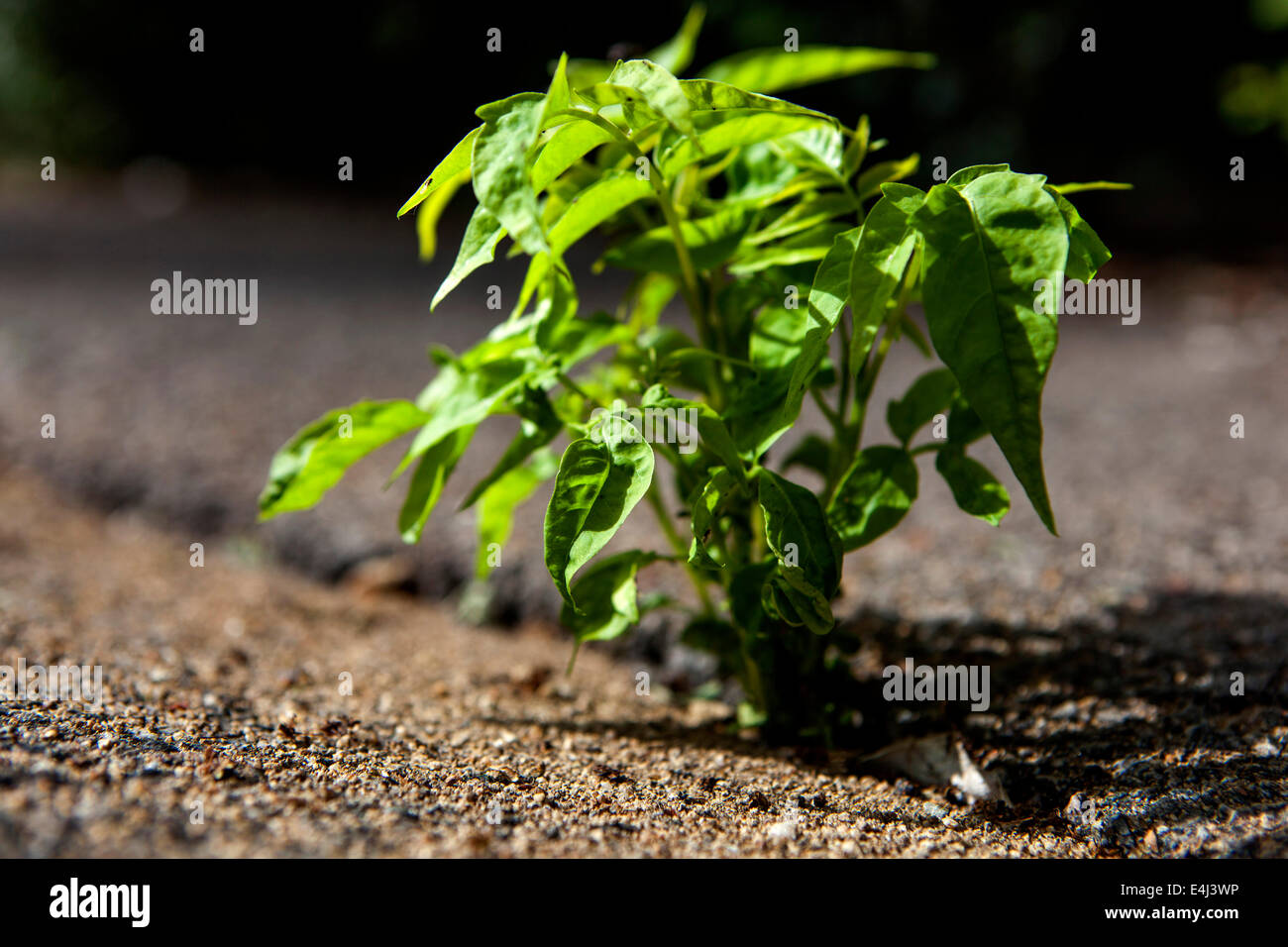 Plante poussant à travers le pavé, nouvelles pousses plante craquant dans les fissures, pousses de plante émergent forte Banque D'Images