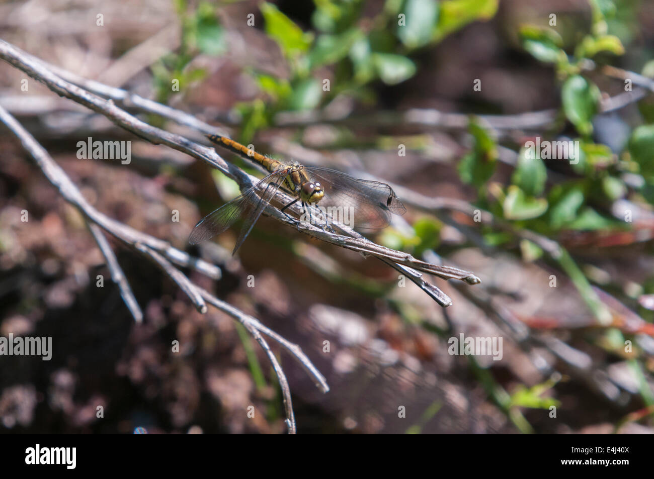 Un dard noir mâle immature, Sympetrum danae au repos sur une branche. Banque D'Images