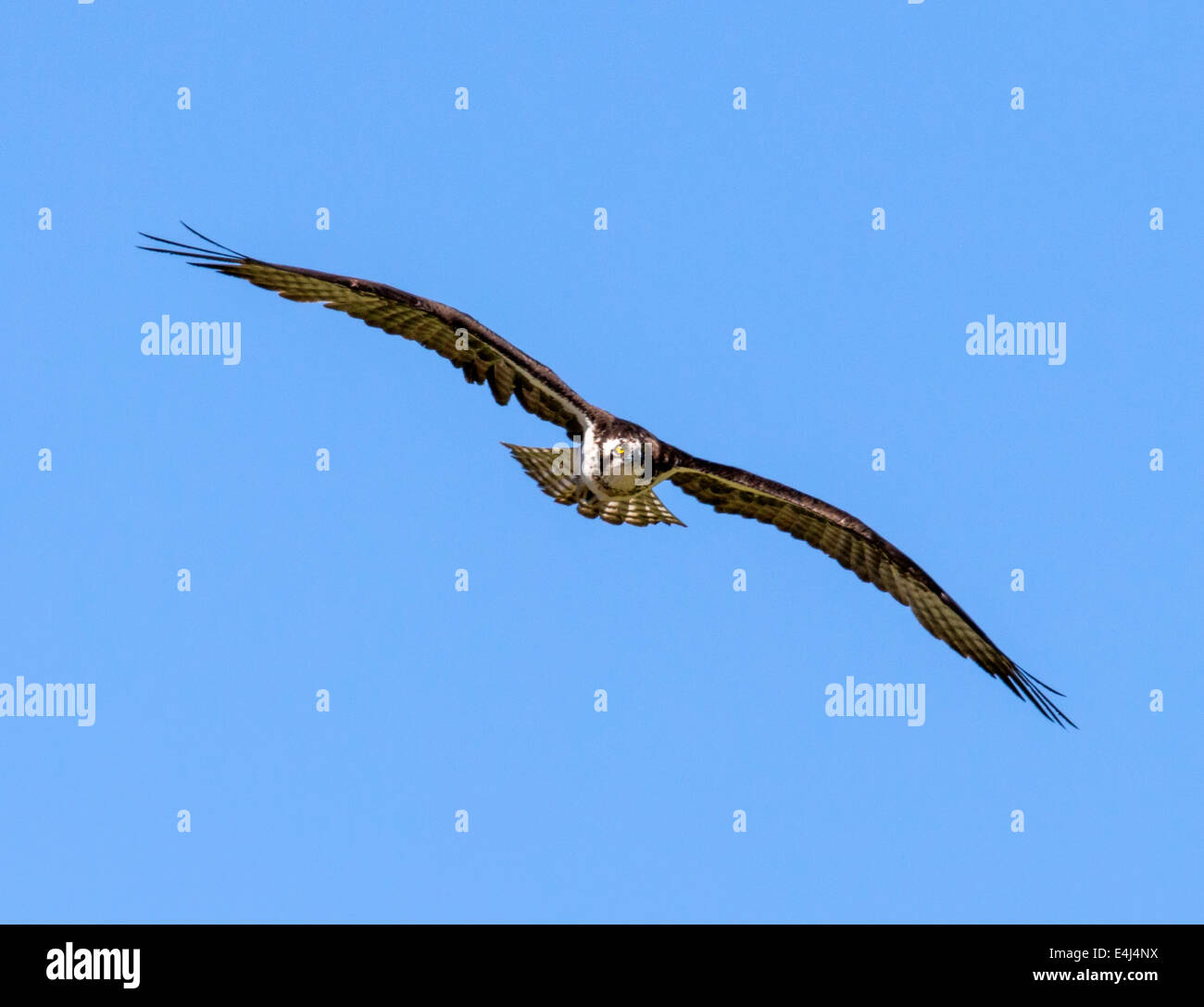 En vol, Osprey Pandion haliaetus, Sea Hawk, les poissons de la rivière Eagle, hawk, poisson faucon, raptor, Chaffee Comté, Colorado, USA Banque D'Images