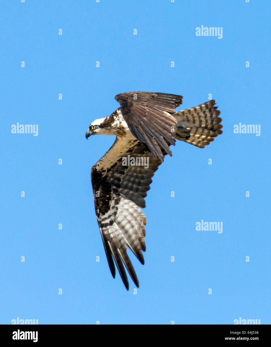 En vol, Osprey Pandion haliaetus, Sea Hawk, les poissons de la rivière Eagle, hawk, poisson faucon, raptor, Chaffee Comté, Colorado, USA Banque D'Images