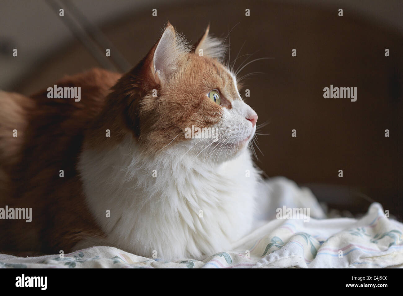 Orange beauté chat blanc dans les rêves et d'espoir Banque D'Images