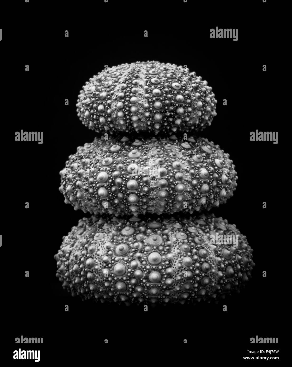 Pile de monochrome voir trois coquilles d'oursin. Banque D'Images