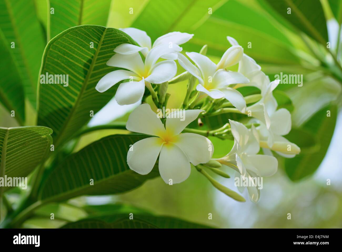 Plumeria Banque D'Images