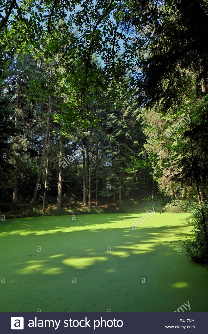 La croissance des algues couvre un étang dans le nord de l'Allemagne, entouré par une forêt de conifères et feuillus. Banque D'Images