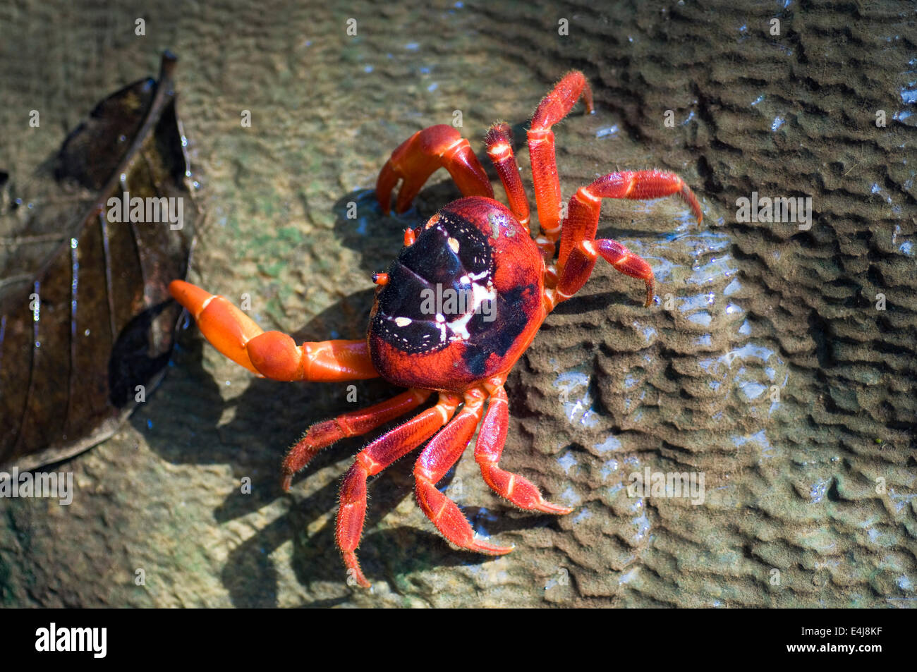 L'île de Noël un crabe rouge. Ce sont les mêmes animaux la migrer en masse en Novembre Banque D'Images