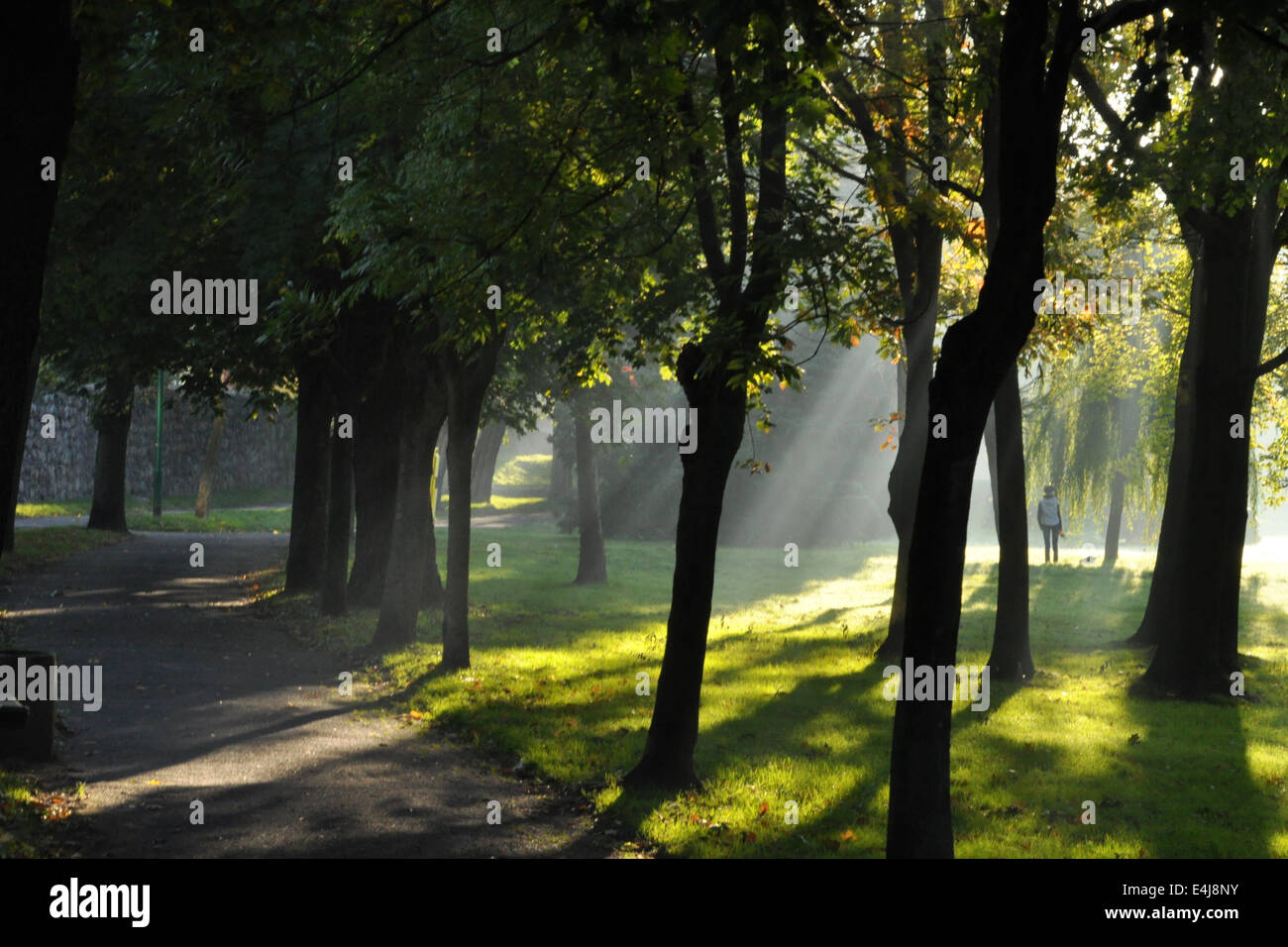 Tôt le matin dans un parc Banque D'Images