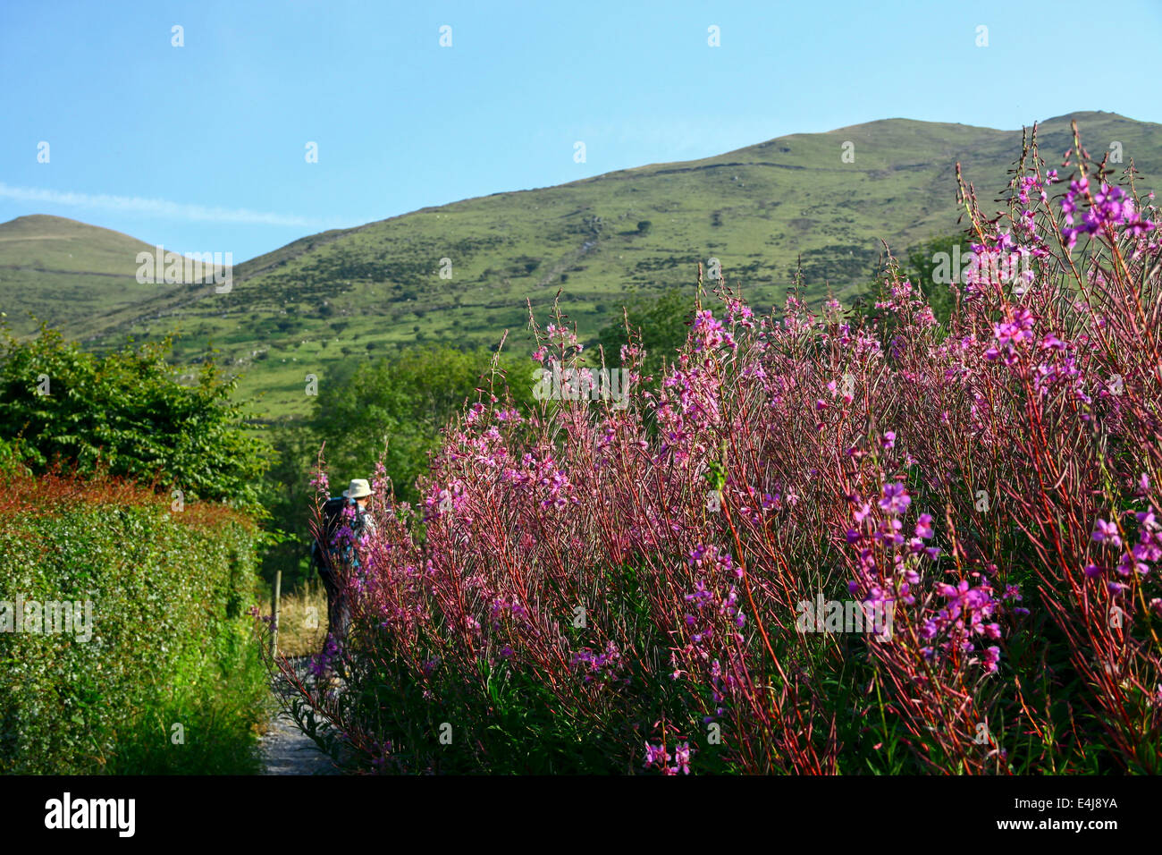 La salicaire en abondance le long du chemin d'Anglesey, comté de Snowdonia, Gwynedd, Pays de Galles, Royaume-Uni. Banque D'Images