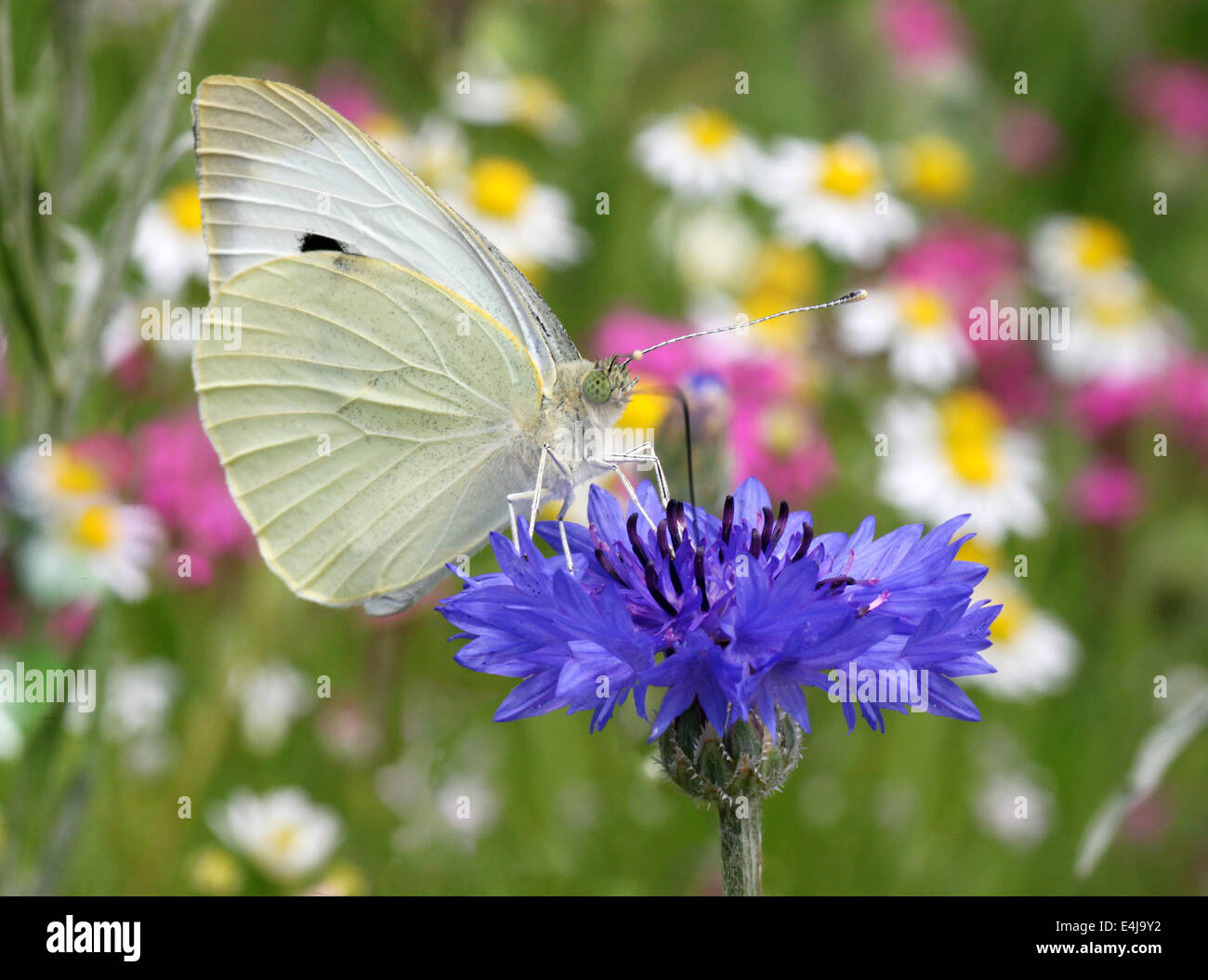 Close up of white butterfly sitting sur bleuet Banque D'Images