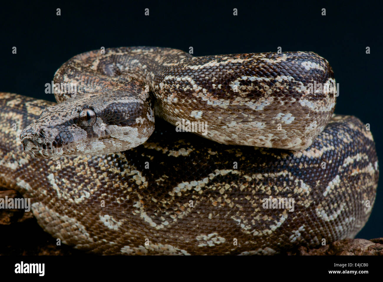 Boa Argentine / Boa constrictor occidentalis Banque D'Images