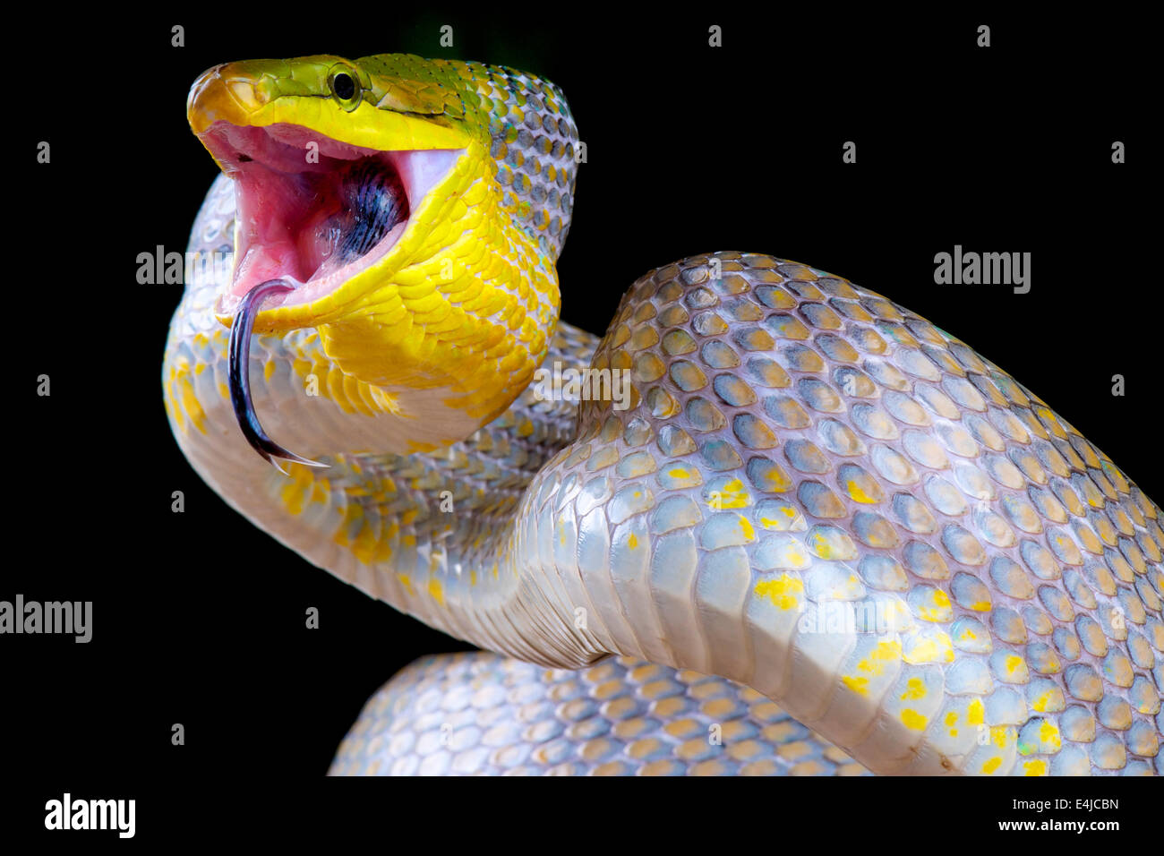 Serpent attaque / Gonyosoma oxycephalum Banque D'Images