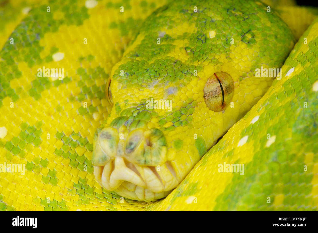 Green Tree python / Morelia viridis Banque D'Images