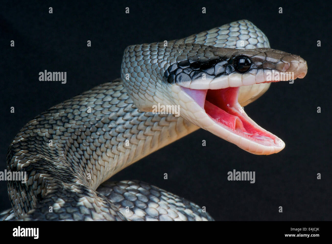 Beauté bleu snake / Orthriophis taeniurus callicyanous, Banque D'Images