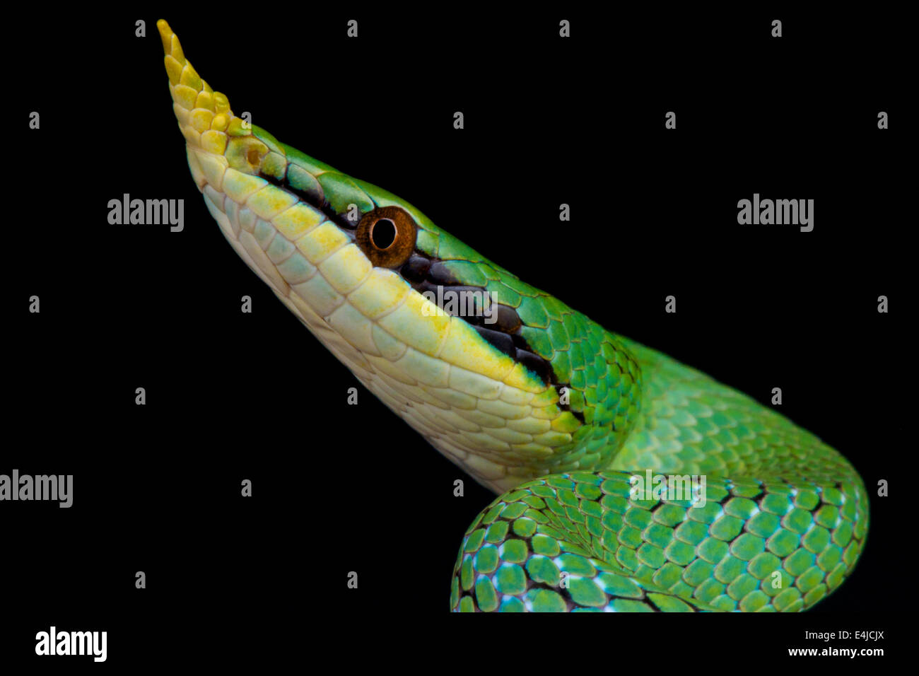 Rhynchophis boulengeri / couleuvre obscure de rhinocéros Banque D'Images