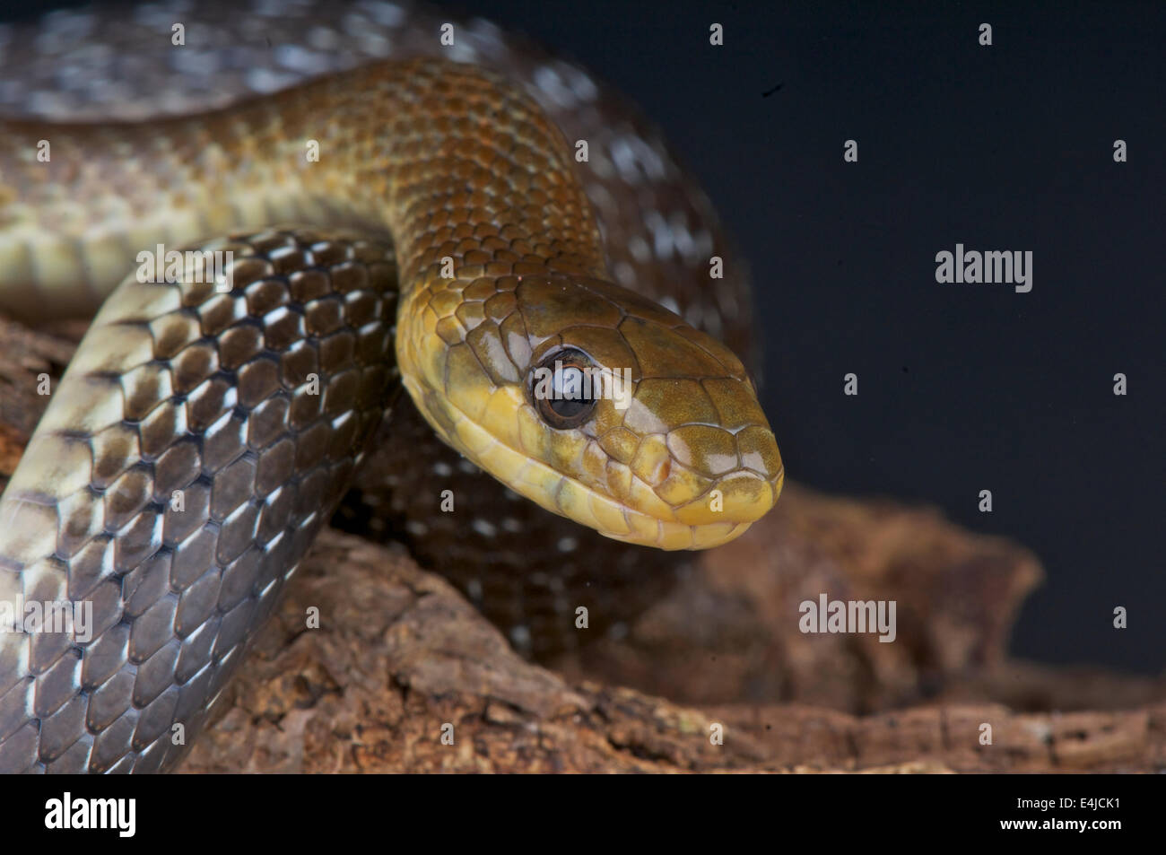Zamenis longissimus Aesculapian snake / Banque D'Images