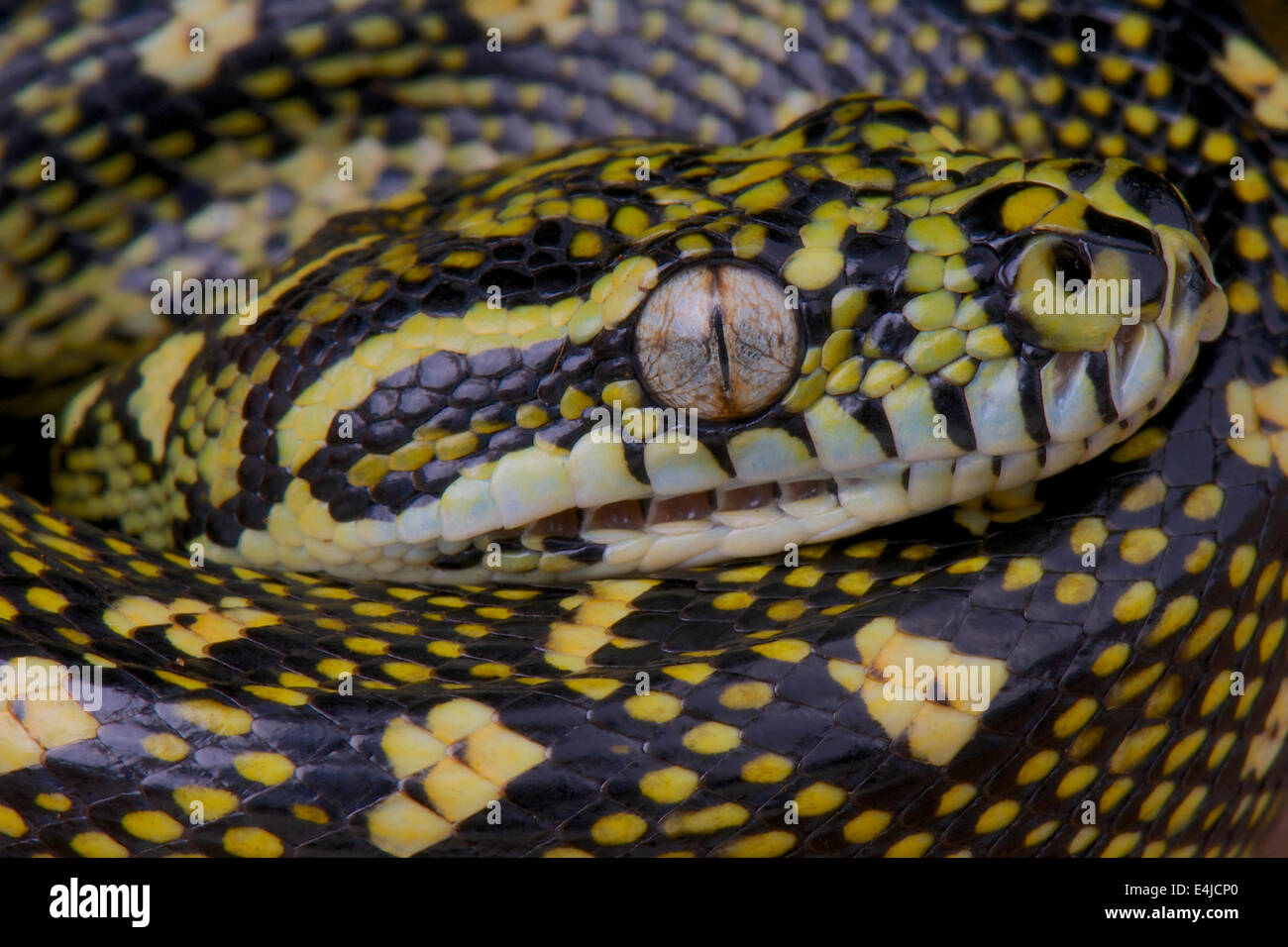 Python Morelia spilota diamant / spilota Banque D'Images